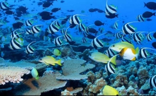  Farbige Fische 